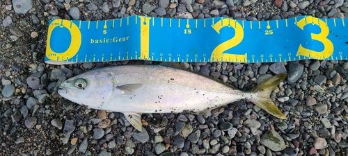 ワカシの釣果