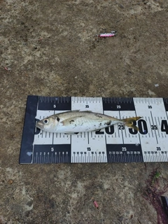 マアジの釣果