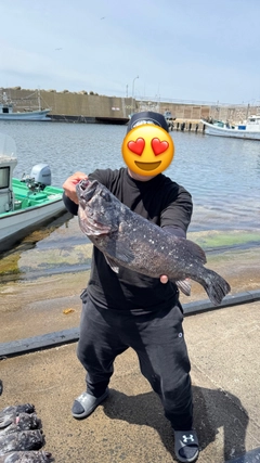 クロソイの釣果