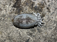 シリヤケイカの釣果