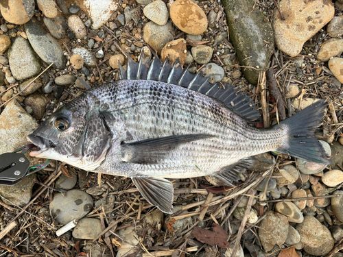クロダイの釣果