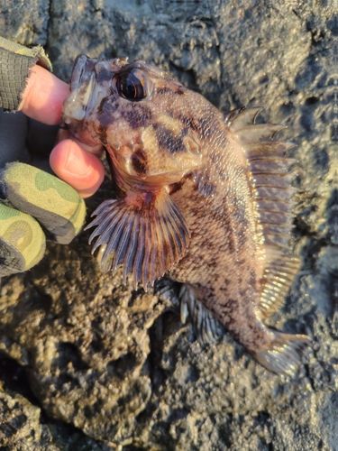 オウゴンムラソイの釣果