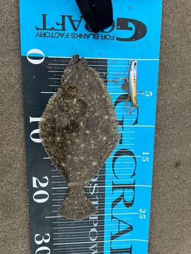 ヒラメの釣果