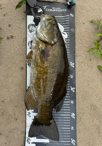 スモールマウスバスの釣果