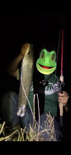 ナマズの釣果