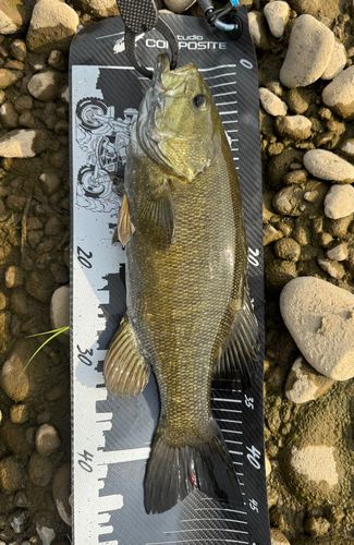 スモールマウスバスの釣果