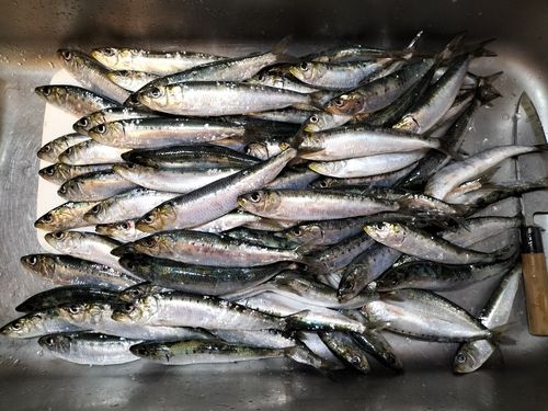イワシの釣果