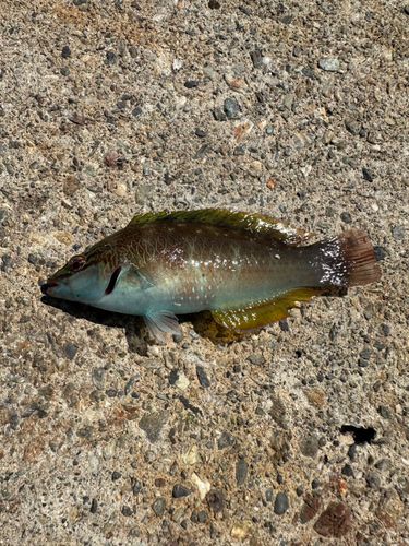 ホシササノハベラの釣果