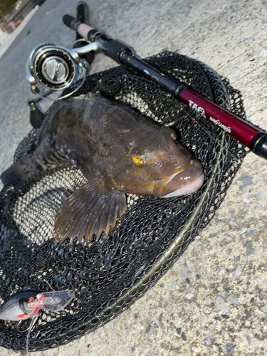 アイナメの釣果