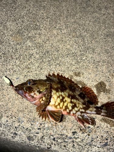 カサゴの釣果