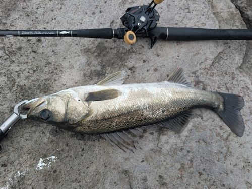 セイゴ（マルスズキ）の釣果