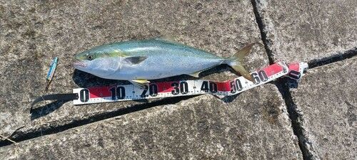 ワラサの釣果