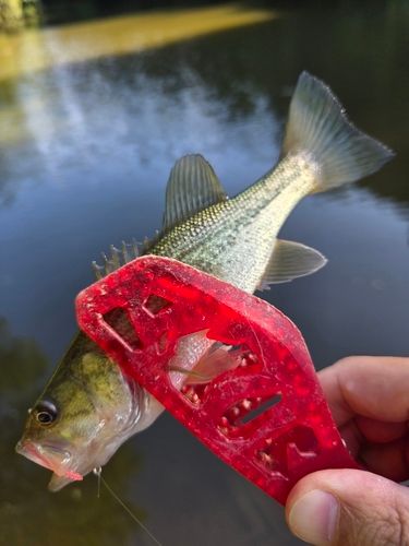 ラージマウスバスの釣果