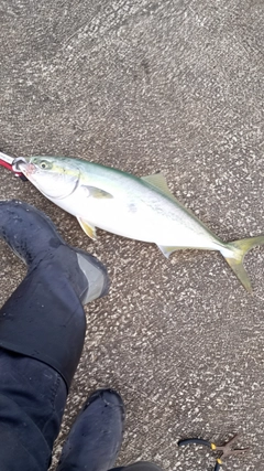 ワラサの釣果