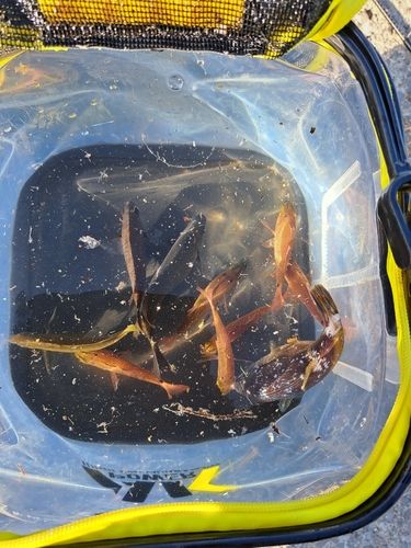 メジナの釣果