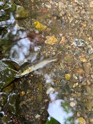 アブラハヤの釣果