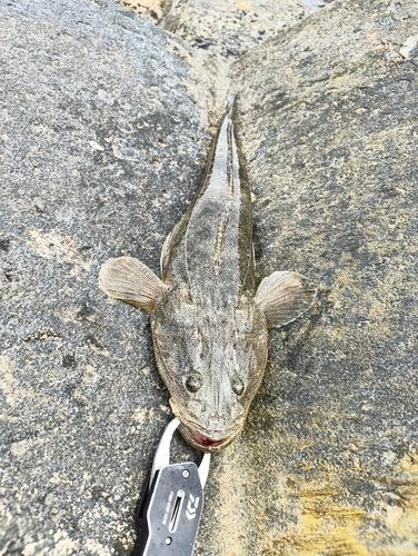 マゴチの釣果