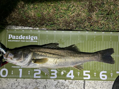 シーバスの釣果