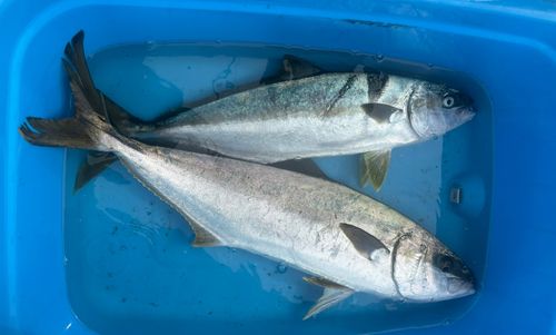 ヒラマサの釣果
