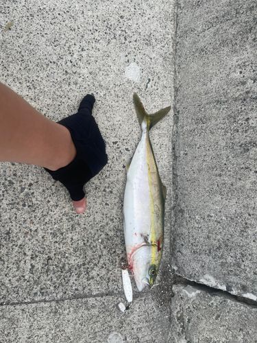 ワカシの釣果