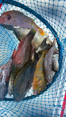 ヨコスジフエダイの釣果