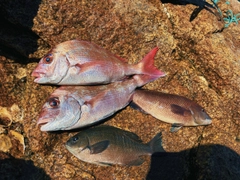 マダイの釣果