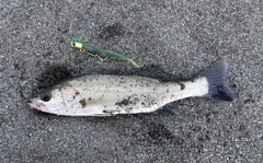 セイゴ（マルスズキ）の釣果