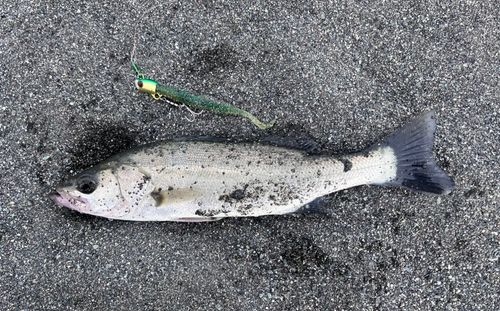 セイゴ（マルスズキ）の釣果