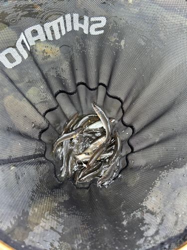 アユの釣果