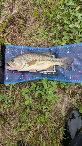 ラージマウスバスの釣果