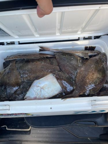 ソウハチの釣果
