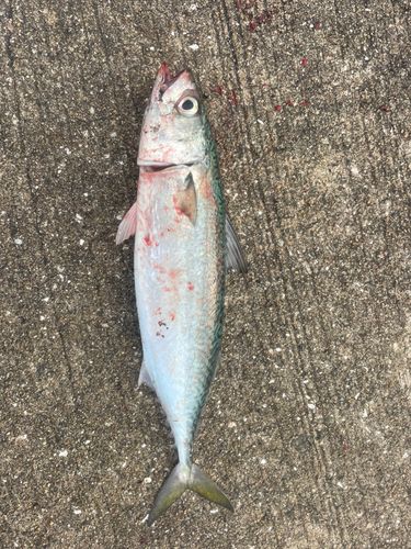 サバの釣果