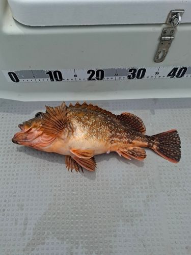 ウッカリカサゴの釣果