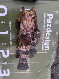 ベッコウゾイの釣果