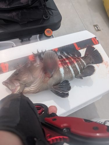 マハタの釣果