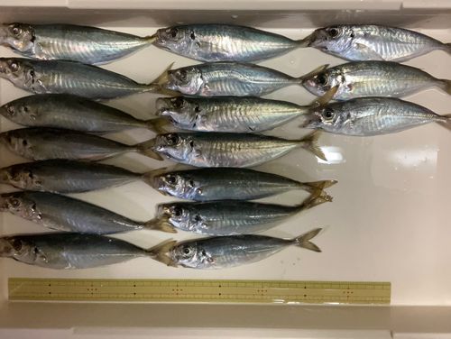 アジの釣果