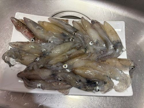 マメイカの釣果