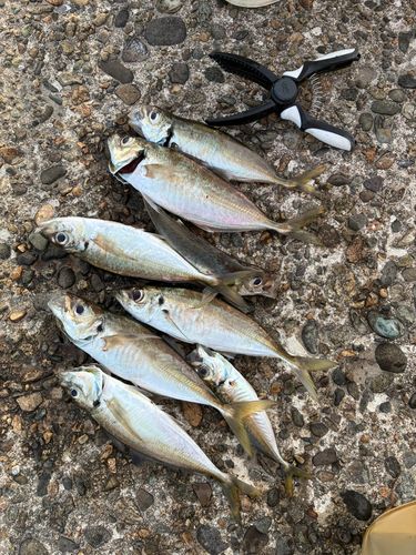 アジの釣果