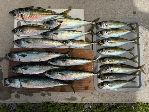アジの釣果