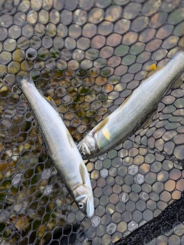 アユの釣果