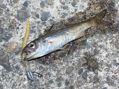 ムツの釣果