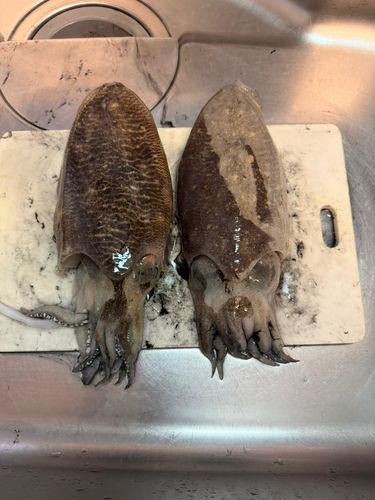 コウイカの釣果