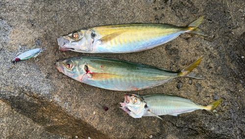 マルアジの釣果