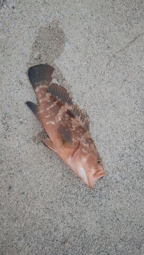 キジハタの釣果