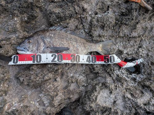 チヌの釣果