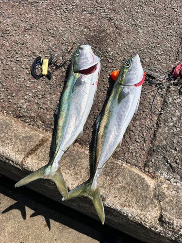 ワラサの釣果