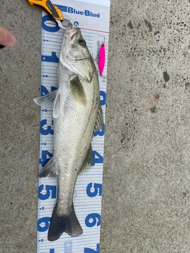 シーバスの釣果