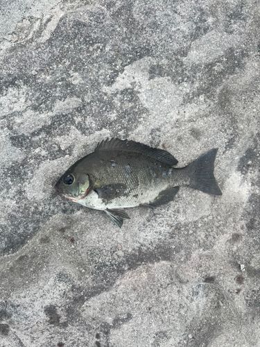 メジナの釣果