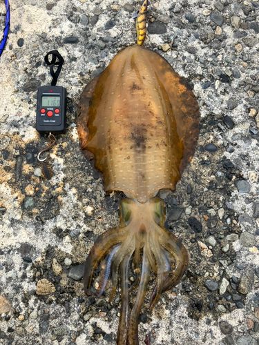 アオリイカの釣果