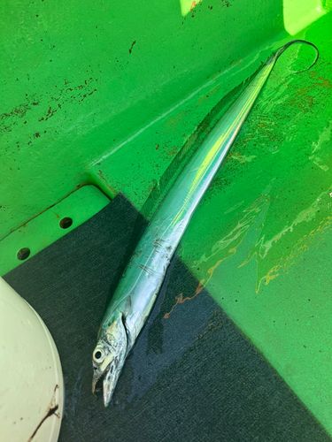 タチウオの釣果